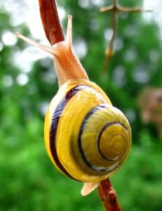Schnecke